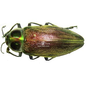 EUCHROMA GIGANTEA 2